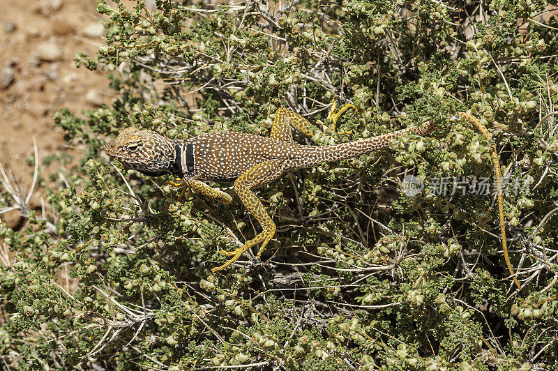 大盆地颈蜥(Crotaphytus bicinctores)，通常也被称为沙漠颈蜥或莫哈韦黑颈蜥，是颈蜥科的一种蜥蜴。国会礁国家公园，犹他州。流行。